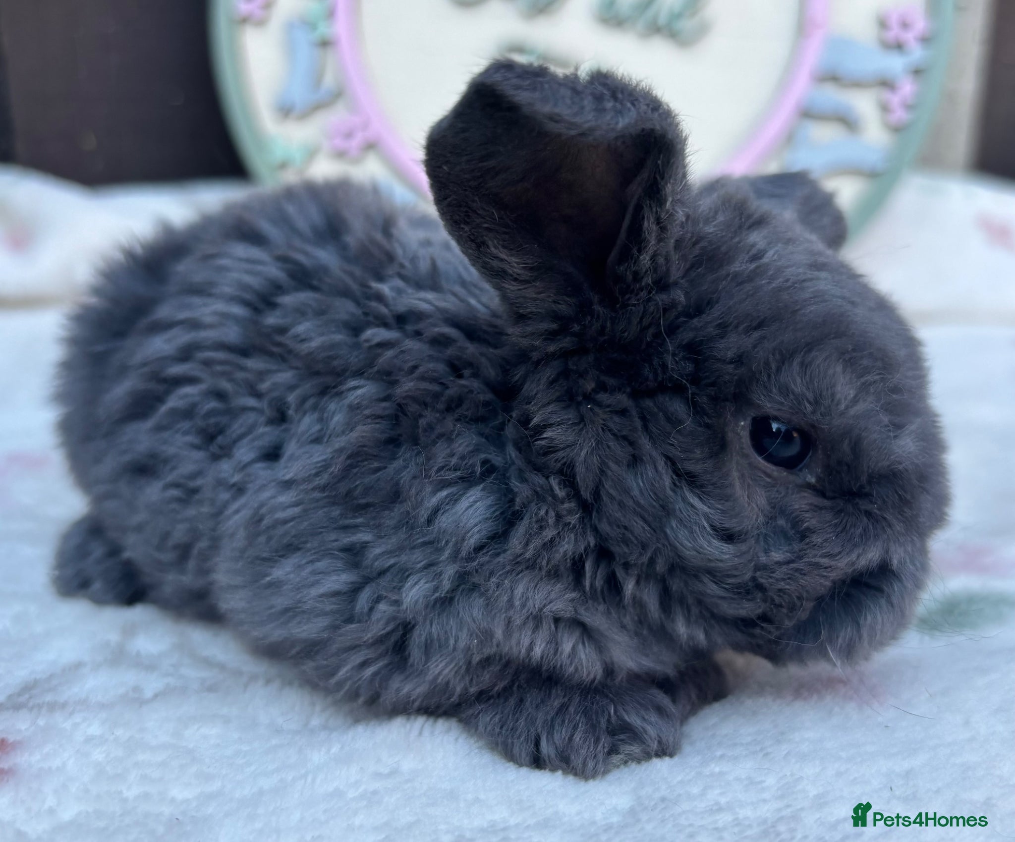 Mini Lop rabbits Mini Plush Lop and Plush Carrier litters - Advert 12