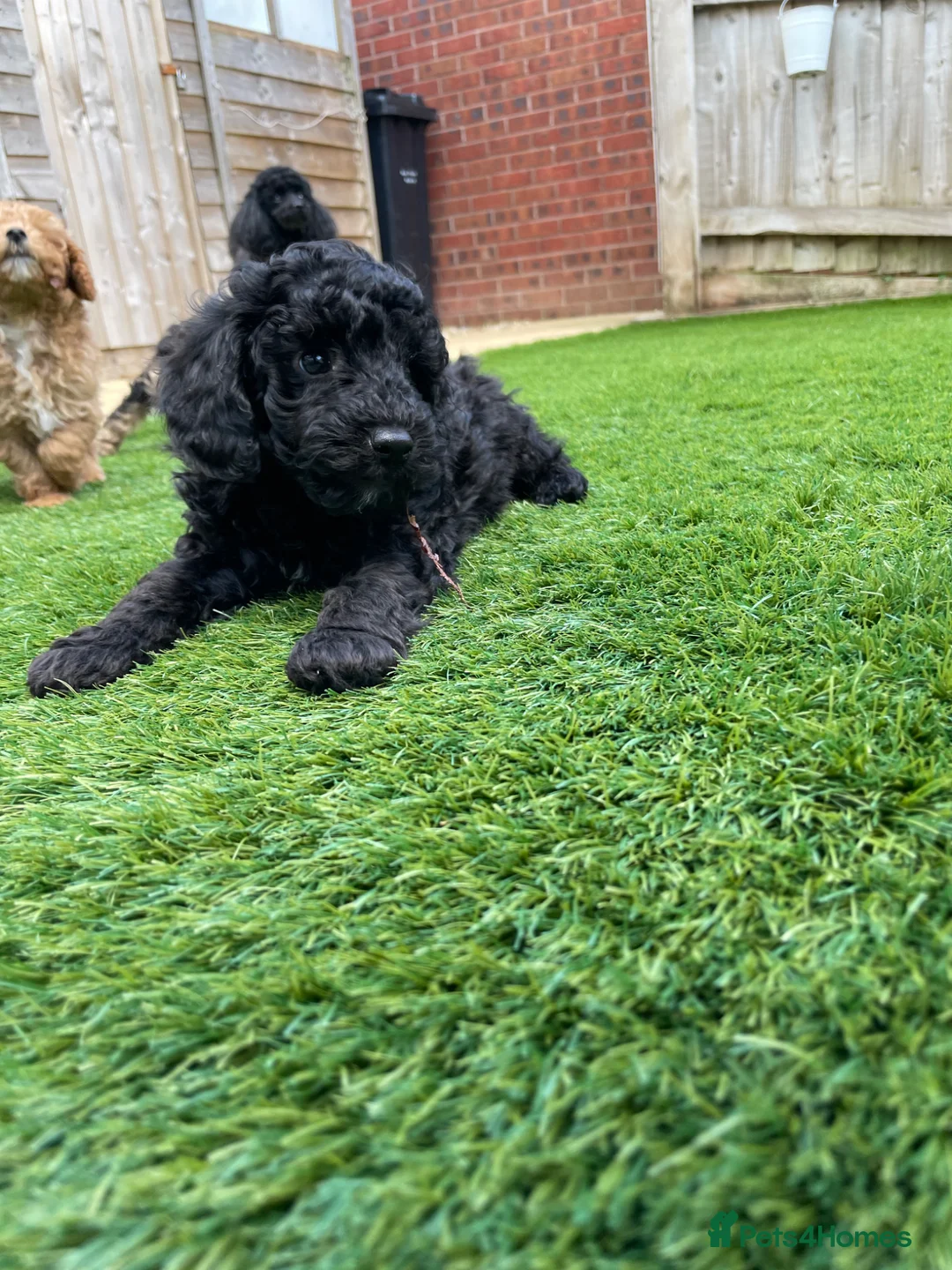 Toy Poodle dogs for sale: toy poodle puppies READY NOW !! ! boys  - Advert 17