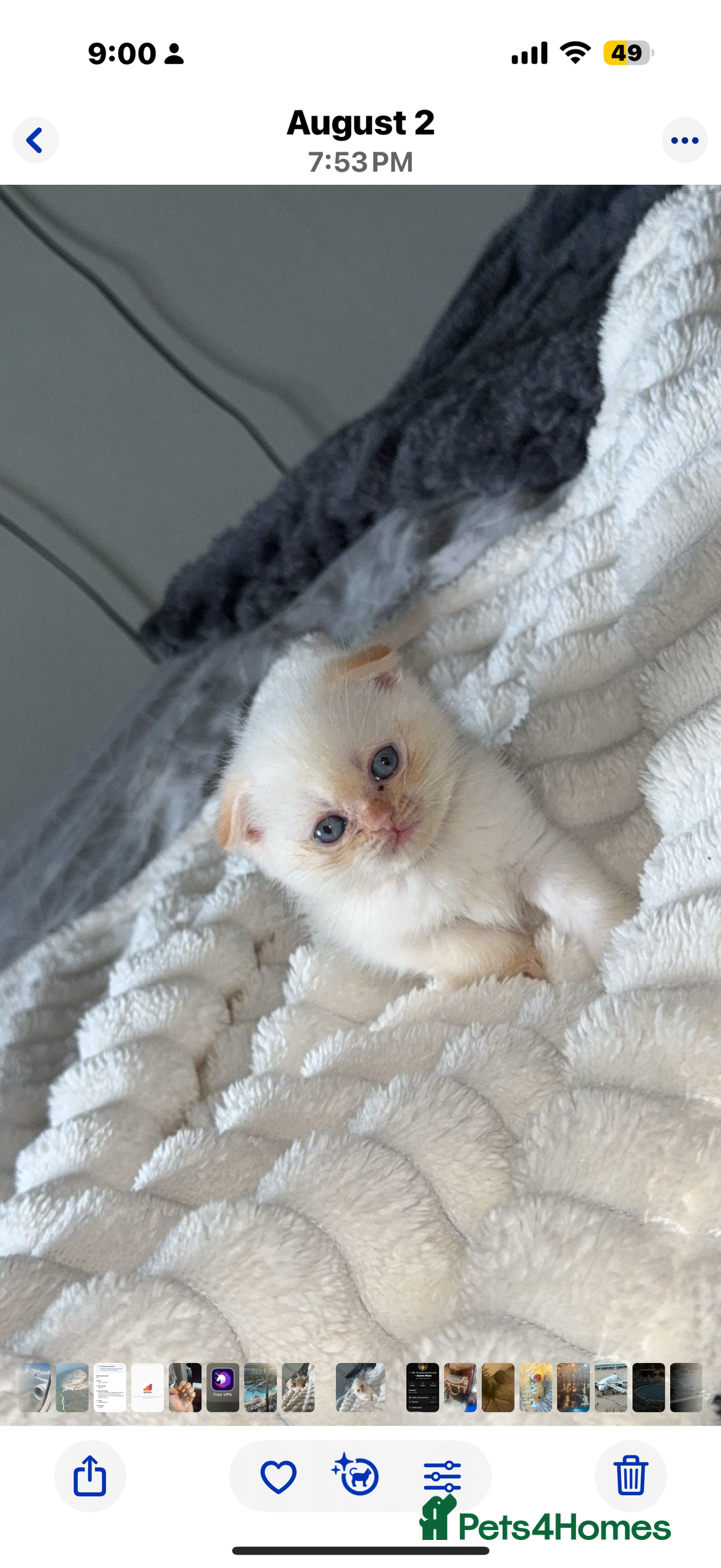Himalayan cats for sale: 3 kittens Himalayan x Scottish fold Ready now - Image 27
