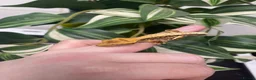 Gecko reptiles for sale: Crested Gecko Babies - Advert 4