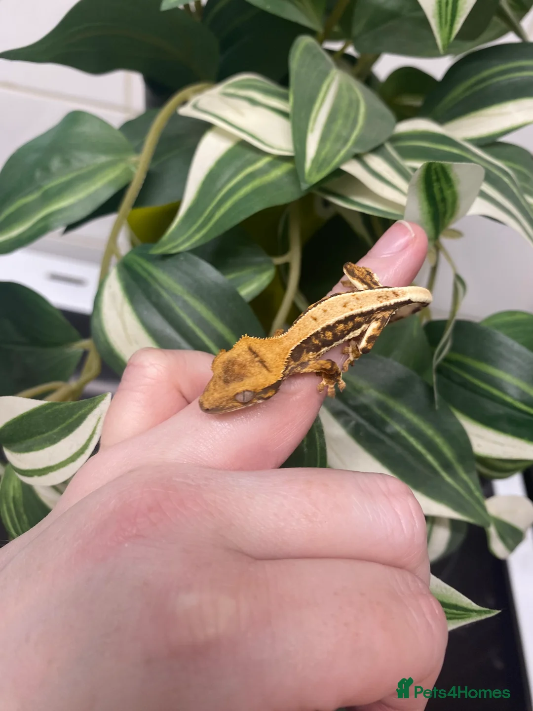Gecko reptiles for sale: Crested Gecko Babies - Advert 4
