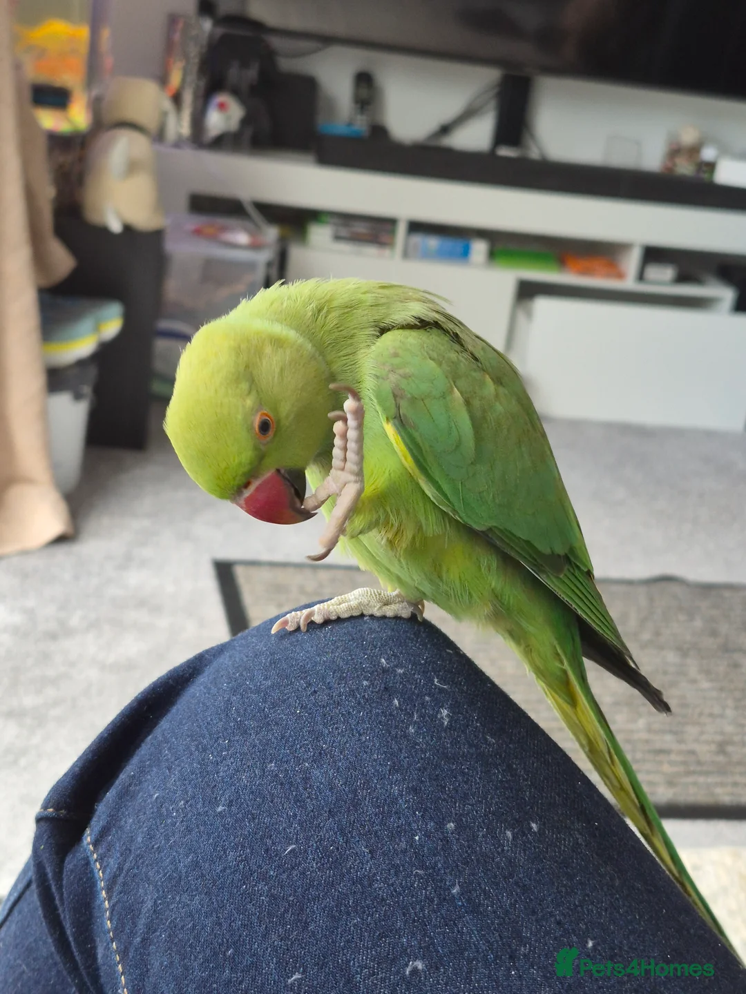 Ringnecks birds for sale: Green male Indian ringneck - Advert 5