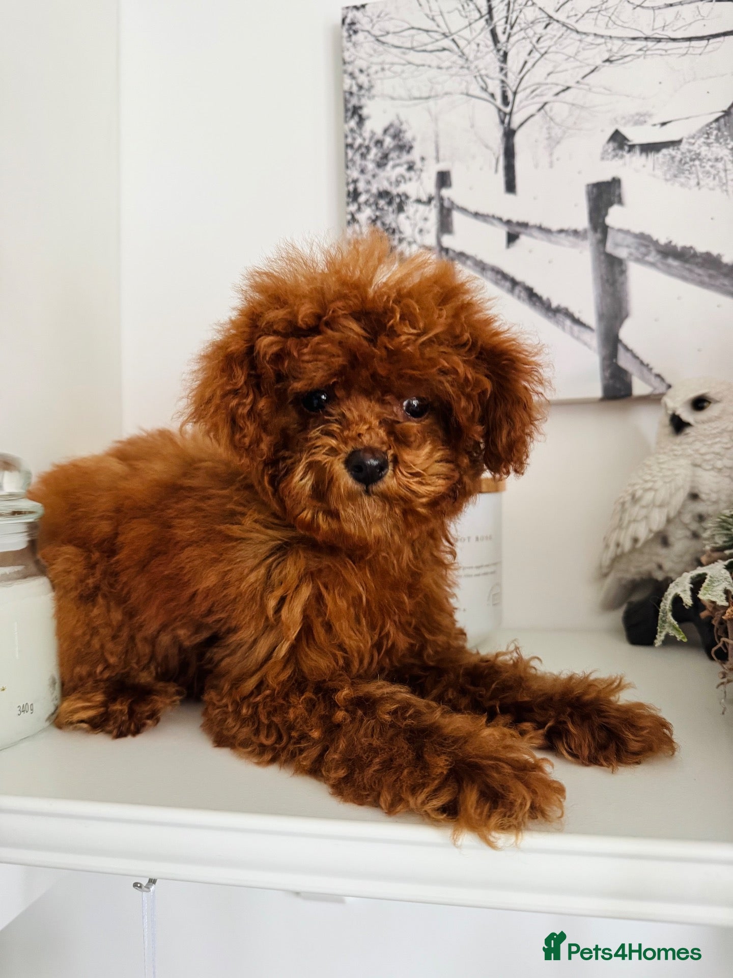 Toy Poodle dogs 🧸READY NOW Asian Poodle Girl🧸 - Advert 2