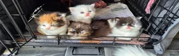 Mixed Breed cats for sale: Beautiful kittens  - Advert 17