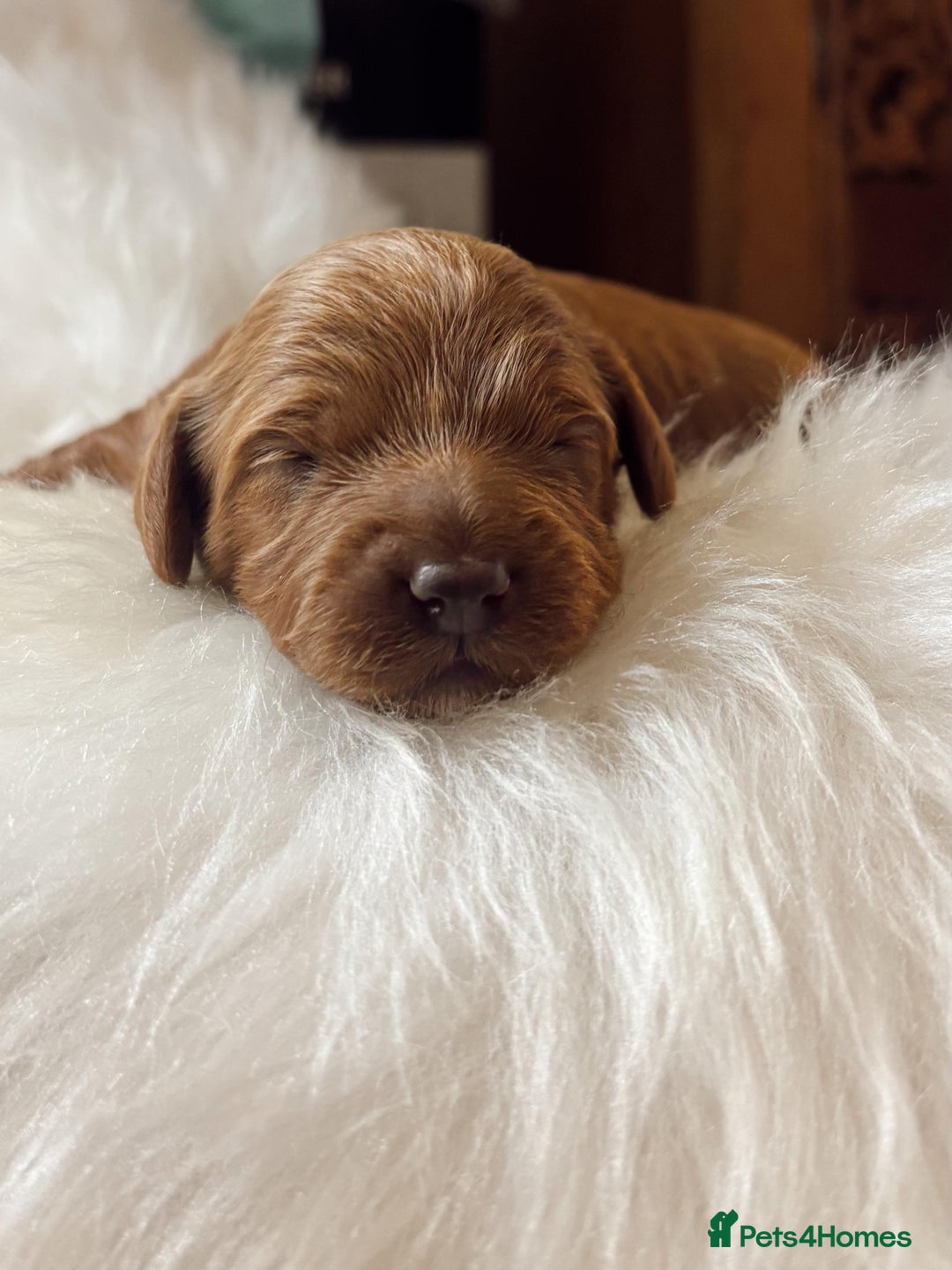 Cavapoo dogs for sale: F1 Toy red cavapoos  - Advert 7