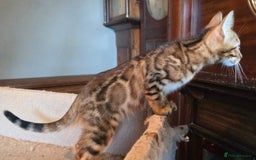Bengal cats for sale: Registered Pure Bengal Babies Browns and Blues  - Image 6