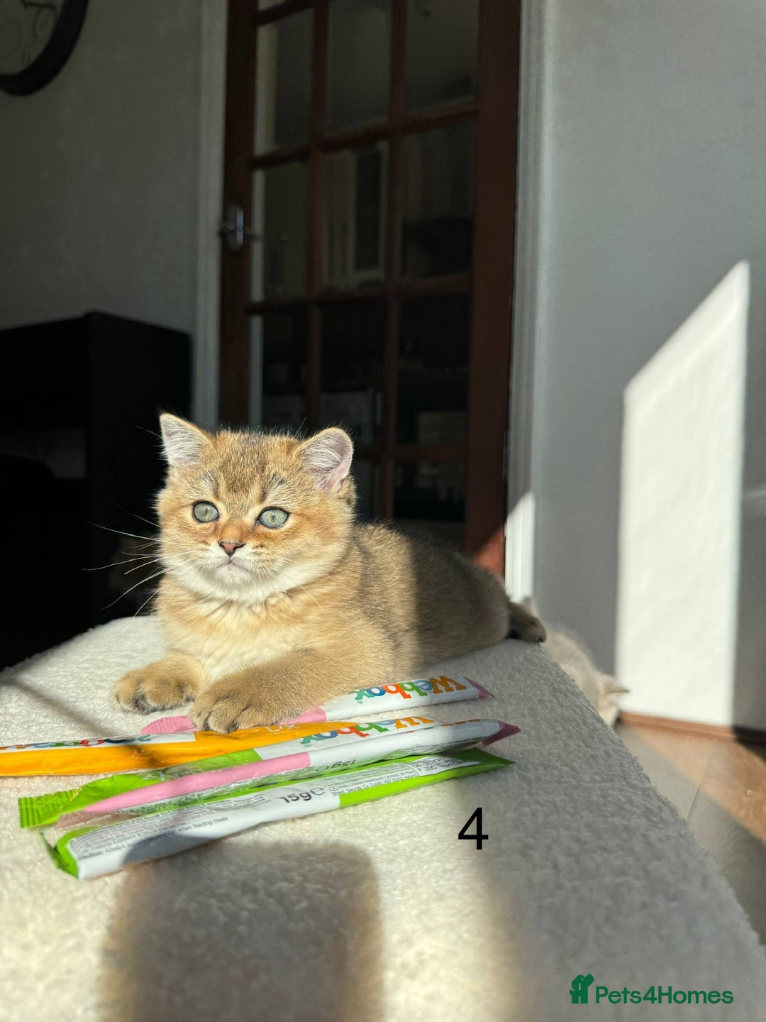 Scottish Fold cats for sale: ✨ Gorgeous Playful Kittens Ready Now ✨ - Image 14