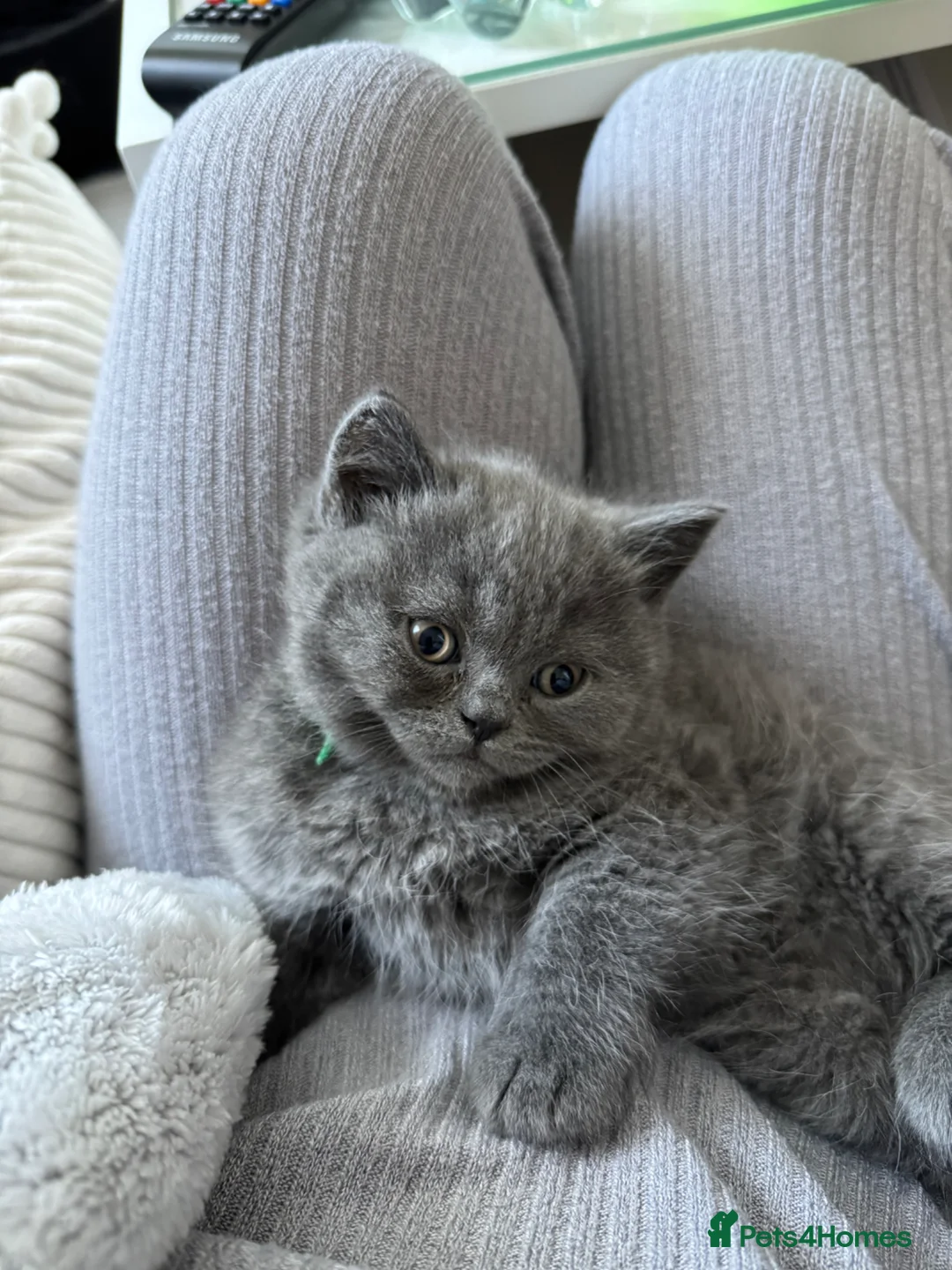 British Shorthair cats for sale: British short hair kittens  - Advert 4