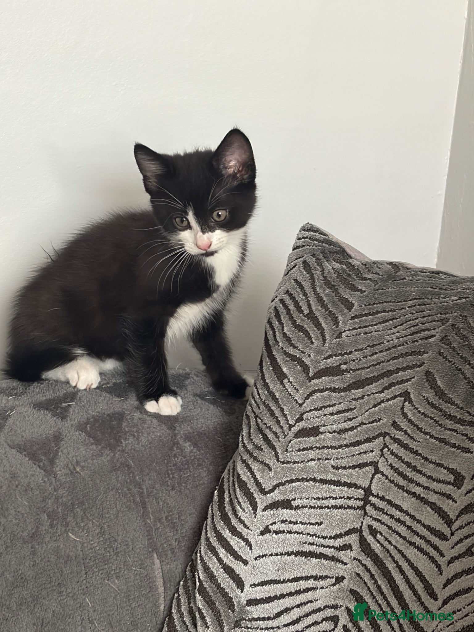 Mixed Breed cats Kittens  - Advert 19