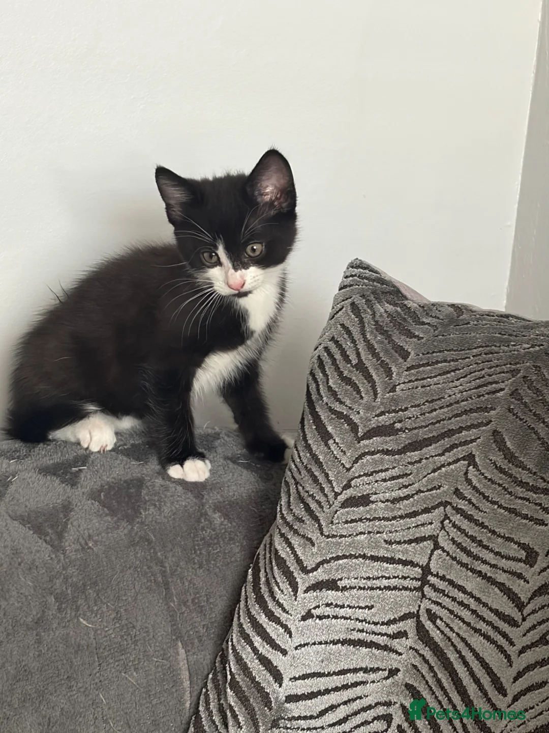 Mixed Breed cats for sale: Kittens  - Advert 1