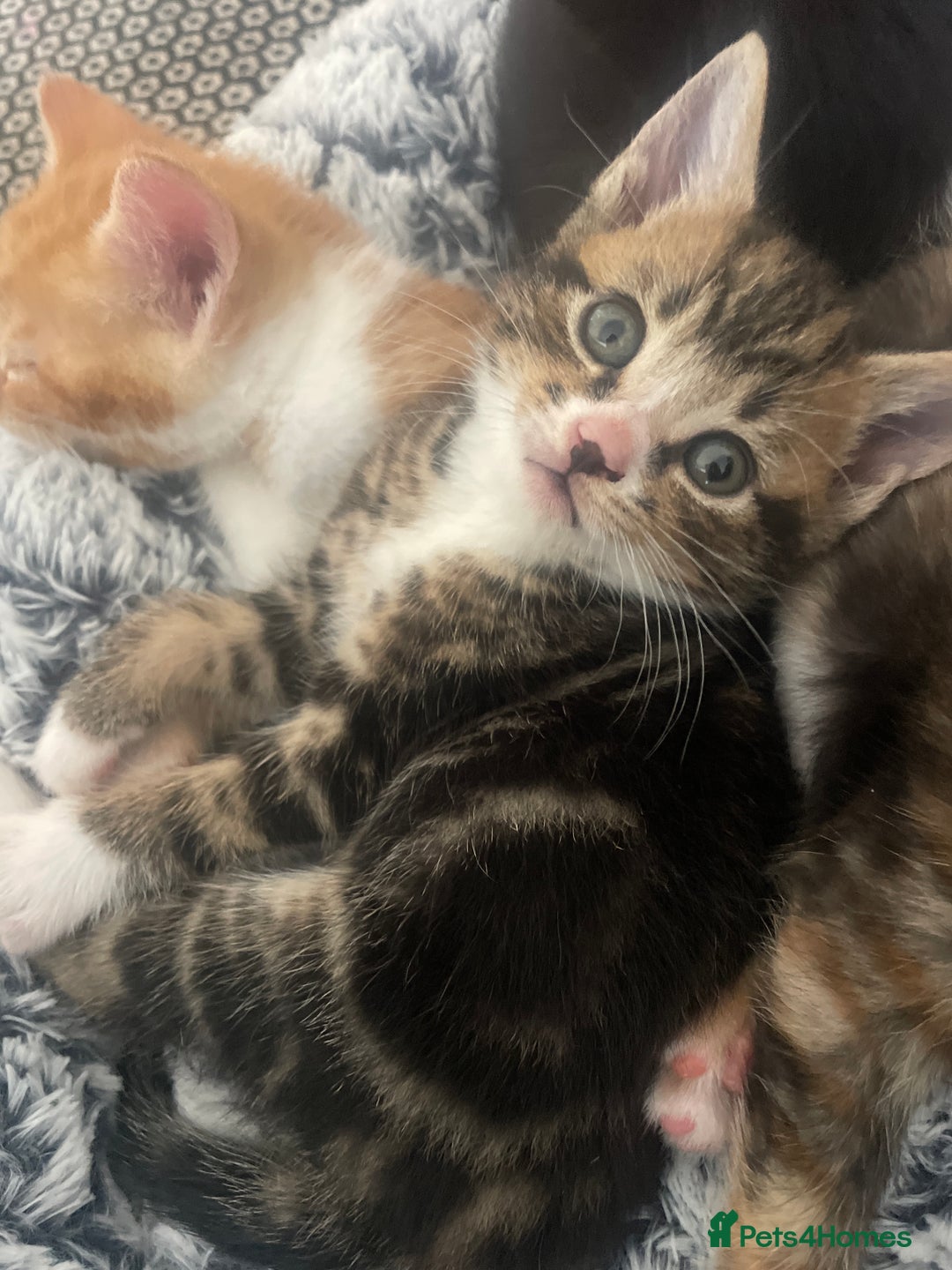 Mixed Breed cats for sale: 6 kittens for sale  - Image 6
