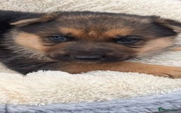 German Shepherd dogs for sale: German shepherd puppies  - Advert 6
