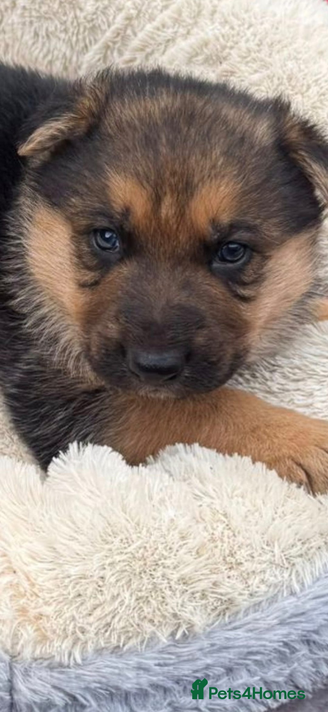 German Shepherd dogs for sale: German shepherd puppies  - Advert 6