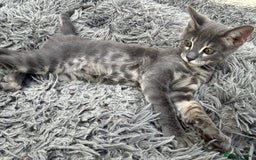 Bengal cats for sale: Striking Blue TICA Male Bengal Kittens 💙  - Image 13