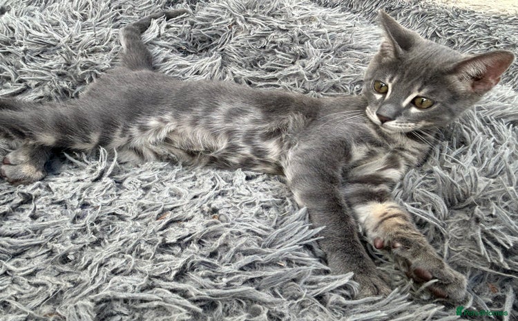 Bengal cats - Advert 5