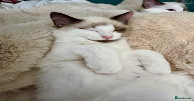 Ragdoll cats - Advert 6