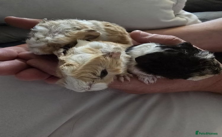 Guinea Pig rodents - Advert 1