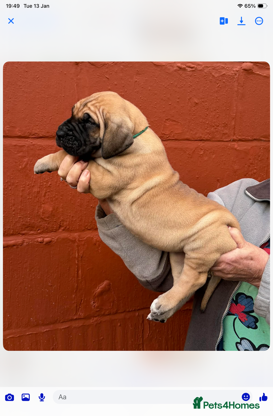 Great Dane dogs for sale: Primus Great Danes - Advert 3