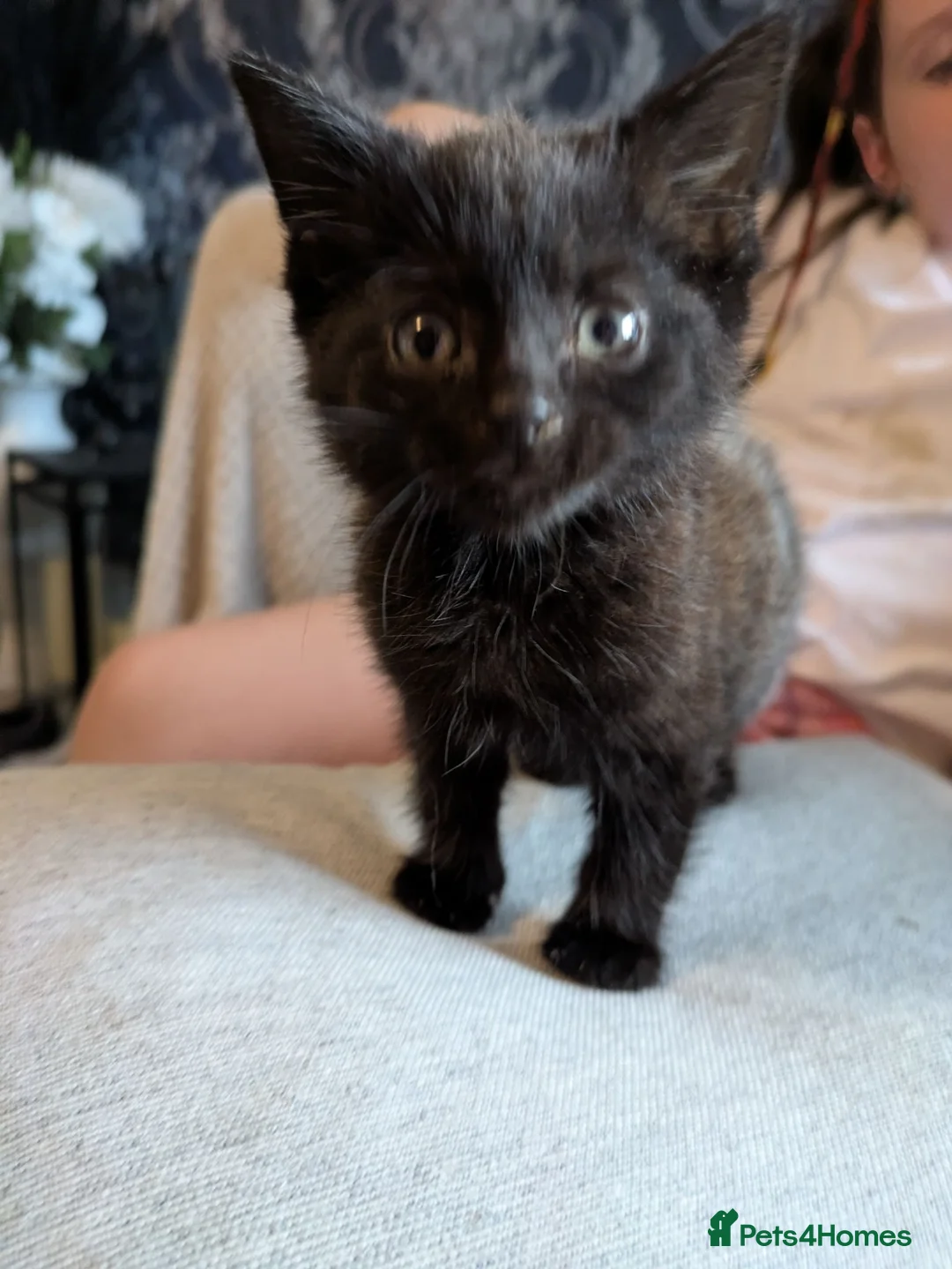 Mixed Breed cats for sale: Beautiful Kittens in Brierley Hill - Advert 2