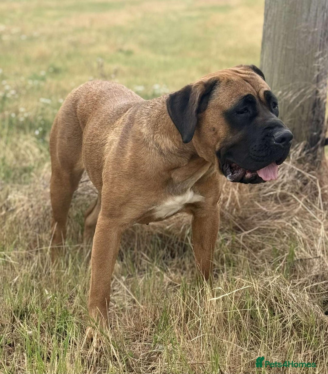 Presa Canario dogs for sale: Male presa canario pup - Advert 1