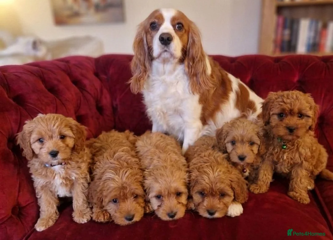 Cavapoo dogs for sale: Cavapoo Puppies looking for their forever homes - Advert 16
