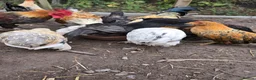 Chickens poultry for sale: 9 Small Bantam Hen's For Sale - Advert 4