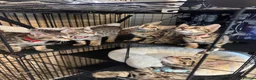 Bengal cats for sale: Stunning beautiful natured bengal cross kittens - Advert 5