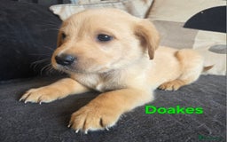 Goldador dogs for sale: Kitanas puppies  - Image 18