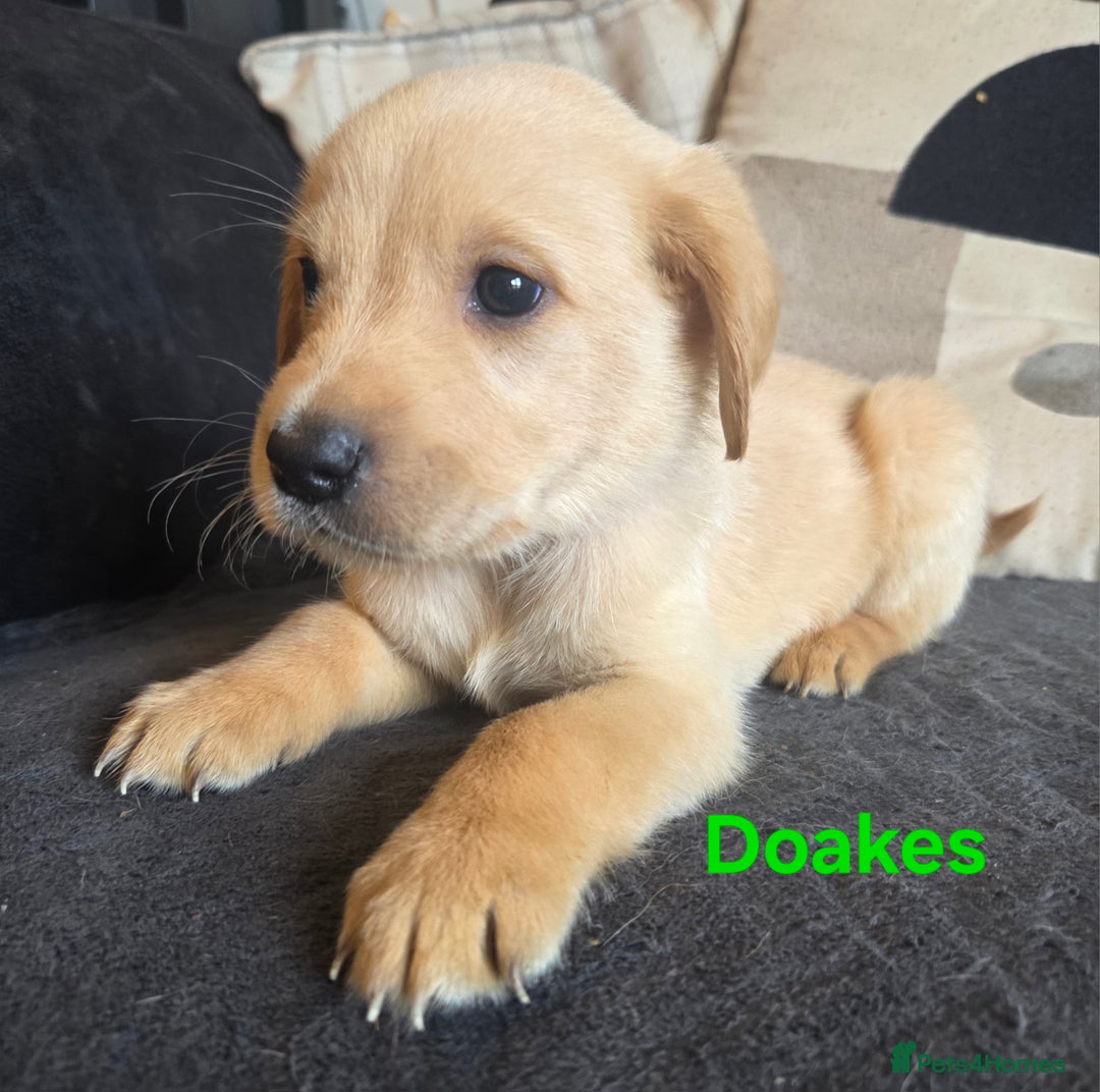 Goldador dogs for sale: Kitanas puppies  - Image 18