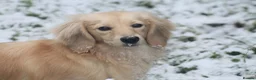 Miniature Dachshund dogs for sale: Two stunning Cream Adult female Dachshunds  - Advert 3