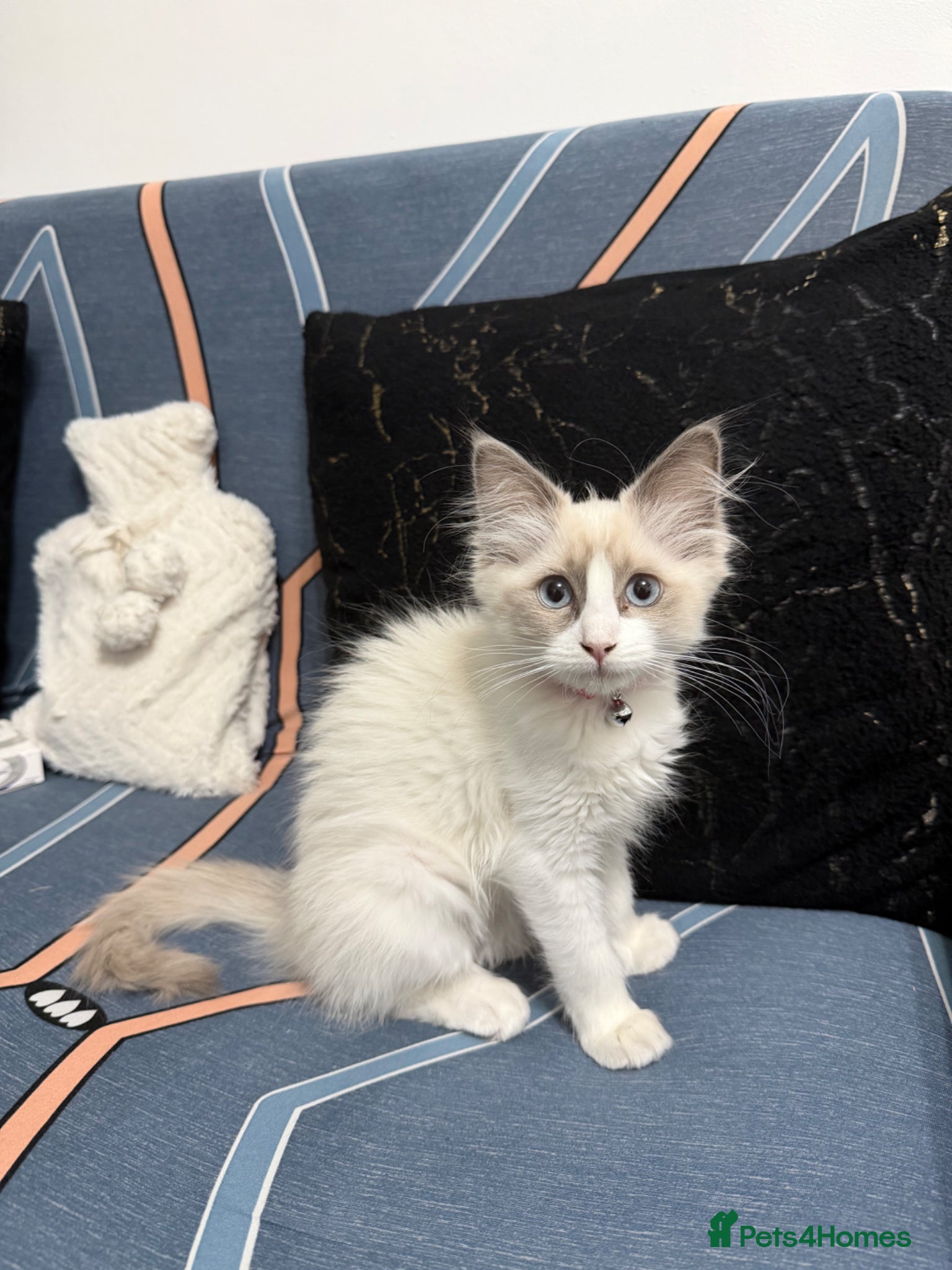 Ragdoll cats RAGDOLL BICOLOUR FEMALE KITTEN *AVAILABLE* - Advert 2