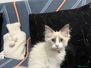 Ragdoll cats RAGDOLL BICOLOUR FEMALE KITTEN *AVAILABLE* - Advert 14