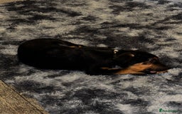 Mixed Breed dogs for sale: New home needed! - Advert 5