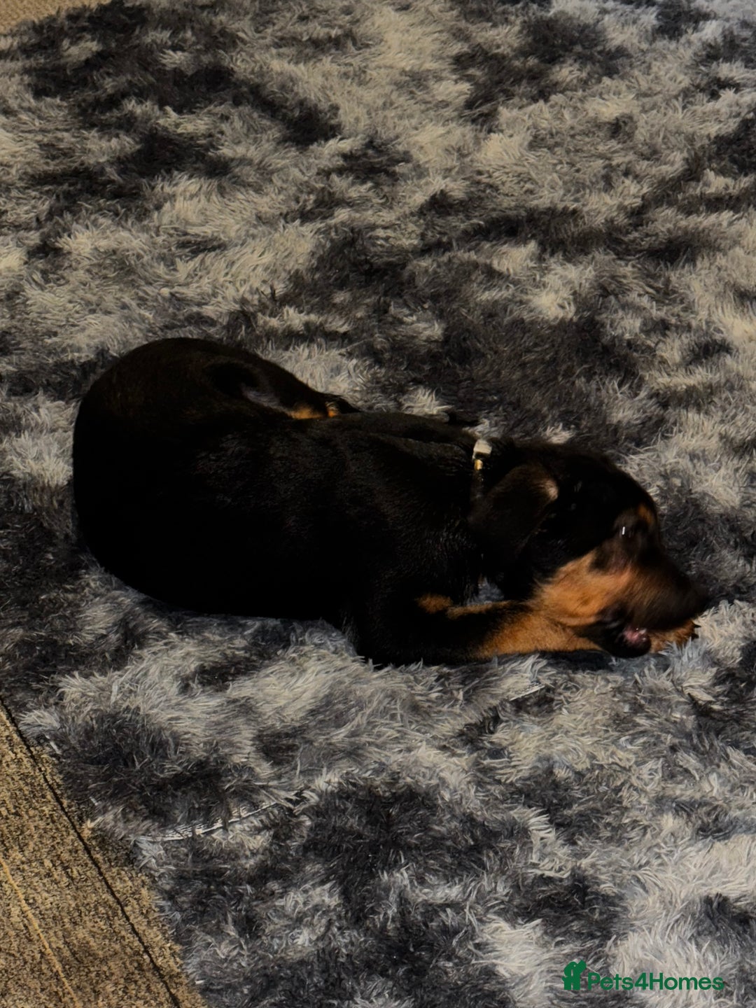 Mixed Breed dogs for sale: New home needed! - Advert 5