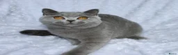 British Shorthair cats for sale: GCCF Active blue girl. Champ parents  - Advert 5