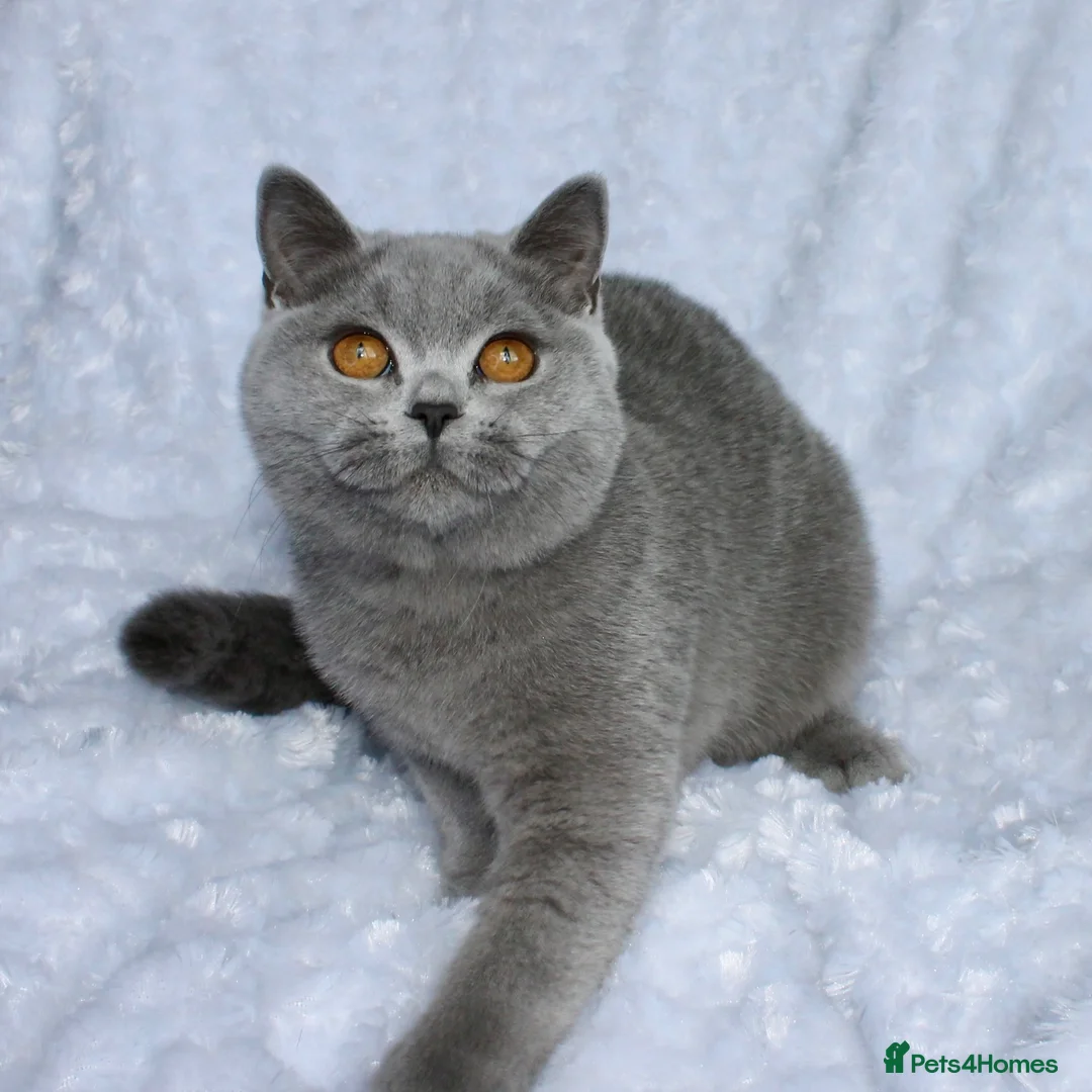 British Shorthair cats for sale: GCCF Active blue girl. Champ parents  - Advert 5