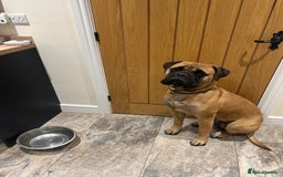 Bullmastiff dogs for stud: 🦴 Now for Stud – Finn Shelby of the Garrison 🦴 - Image 3