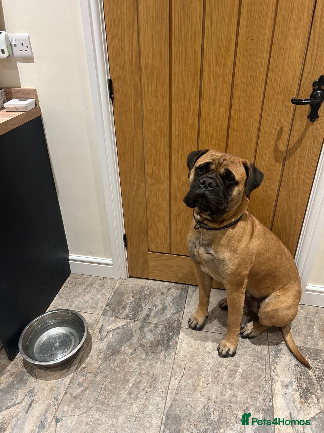 Bullmastiff dogs for stud: 🦴 Now for Stud – Finn Shelby of the Garrison 🦴 - Image 3