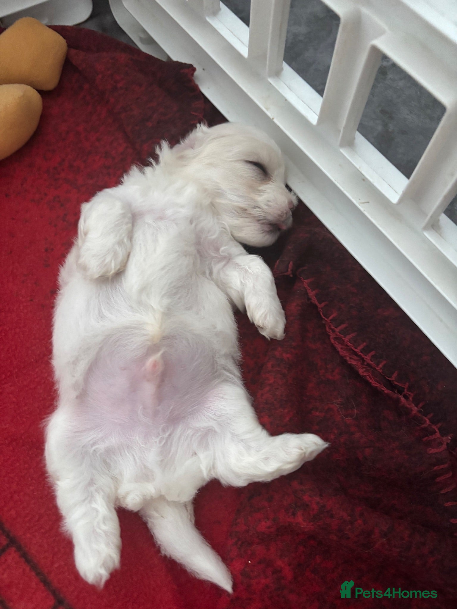 Maltipoo dogs F1 Maltipoo true miniature  - Advert 1