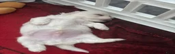 Maltipoo dogs for sale: F1 Maltipoo true miniature  - Advert 9