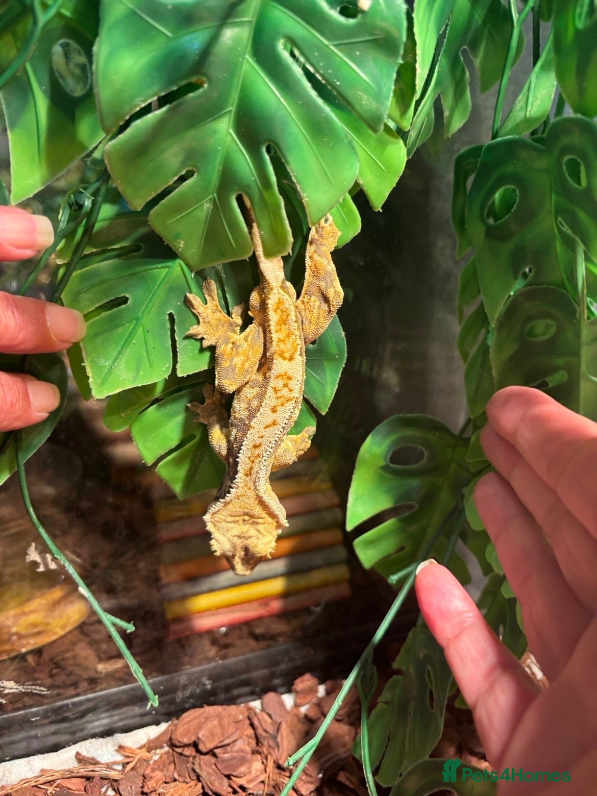 Gecko reptiles Crested  gecko - Advert 10