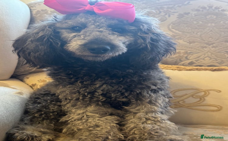 Miniature Poodle dogs - Advert 16