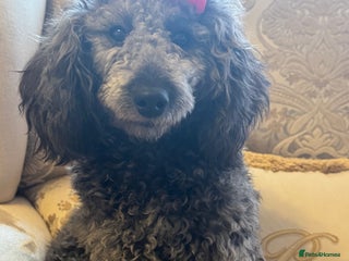 Miniature Poodle dogs - Advert 1