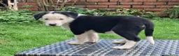 Border Collie dogs for sale: Adorable Puppies - Advert 23
