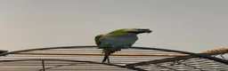 Parrots birds for sale: 7 month old Derbyan Parrot  - Advert 2