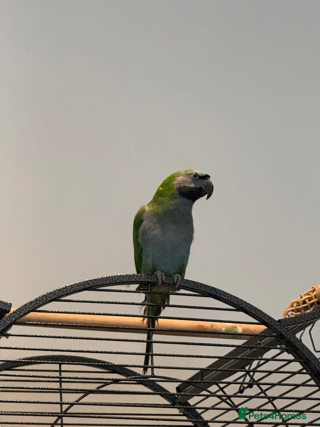 Parrots birds for sale: 7 month old Derbyan Parrot  - Advert 2