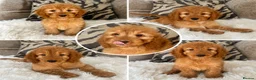 Cockapoo dogs for sale: F1 golden cockapoo puppies  - Advert 8