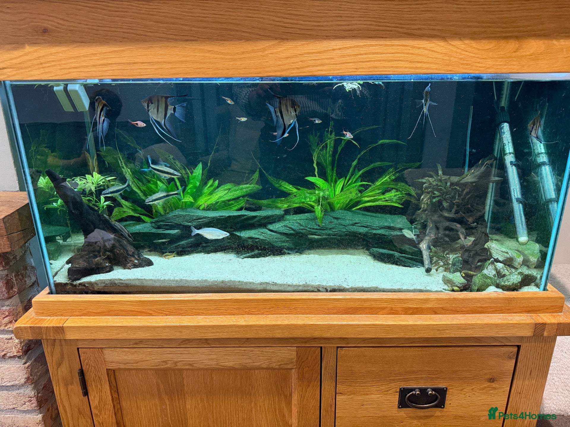 Other/Mixed Breed fish Full tank set up and fish  - Advert 5