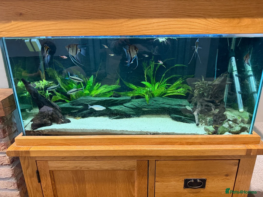 Other/Mixed Breed fish for sale: Full tank set up and fish  - Advert 1