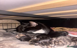 Mixed Breed cats for sale: Beautiful male black and white kitten - Image 6